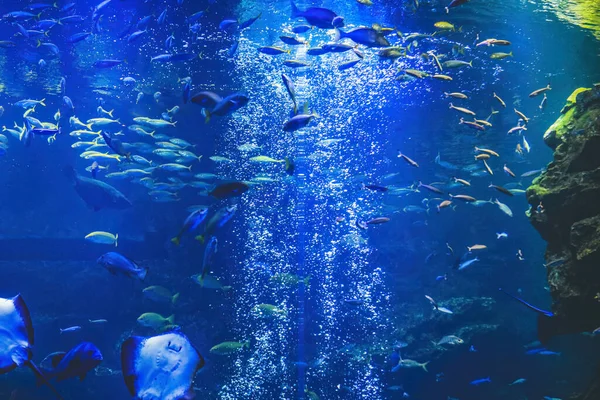 Vista Subacquea Kyoto Aquarium Kyoto Giappone — Foto Stock