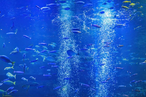 Підводний Вид Акваріум Кіото Кіото Японія — стокове фото