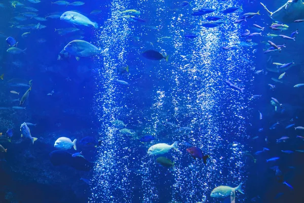 Pandangan Bawah Air Kyoto Aquarium Kyoto Jepang — Stok Foto