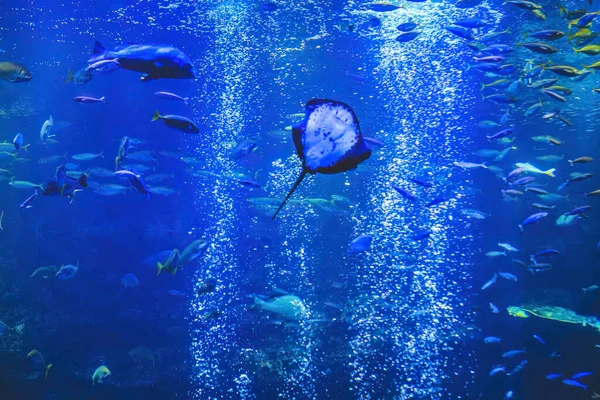 Podvodní Pohled Kjótské Akvárium Kjóto Japonsko — Stock fotografie