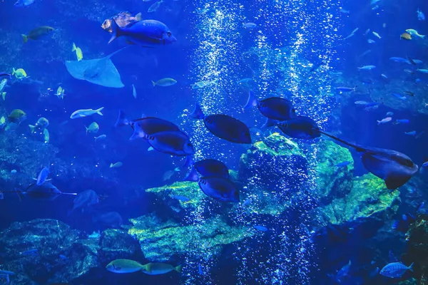 Het Onderwaterzicht Kyoto Aquarium Kyoto Japan — Stockfoto