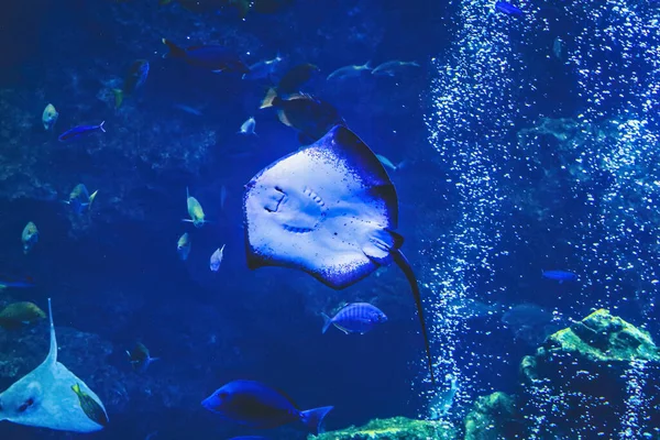 Underwater View Kyoto Aquarium Kyoto Japan — Stock Photo, Image