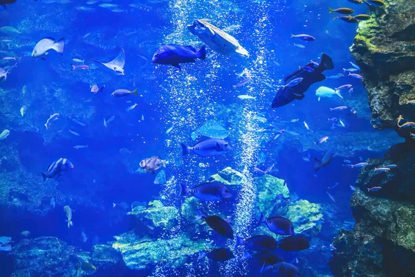 Underwater View Kyoto Aquarium Kyoto Japan — Stock Photo, Image