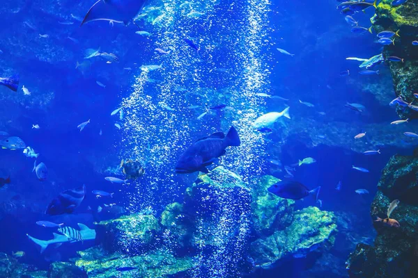 Het Onderwaterzicht Kyoto Aquarium Kyoto Japan — Stockfoto
