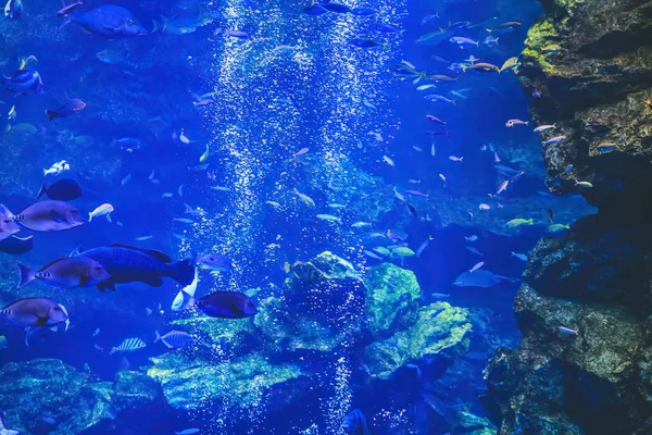 Das Unterwasseraquarium Kyoto Kyoto Japan — Stockfoto