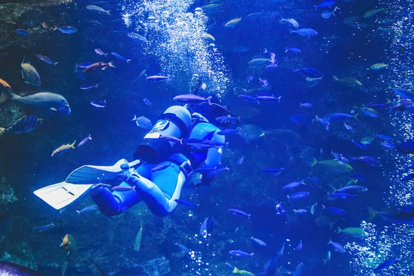 Koloni Sol Korall Och Dykare Akvarium Kyoto Japan April 2012 — Stockfoto