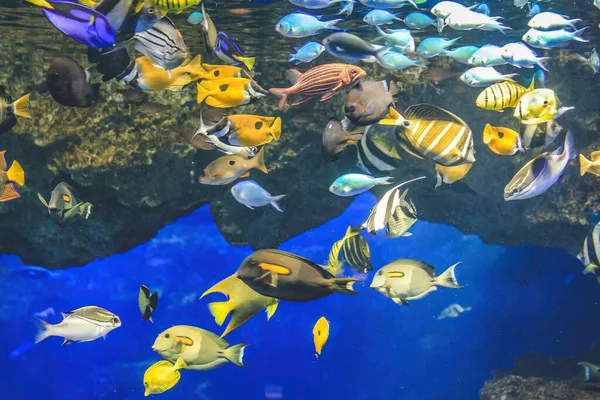 Vista Subacquea Kyoto Aquarium Kyoto Giappone — Foto Stock