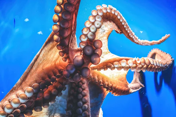 Octopus Subaquático Aquário Detalhe Retrato Perto — Fotografia de Stock