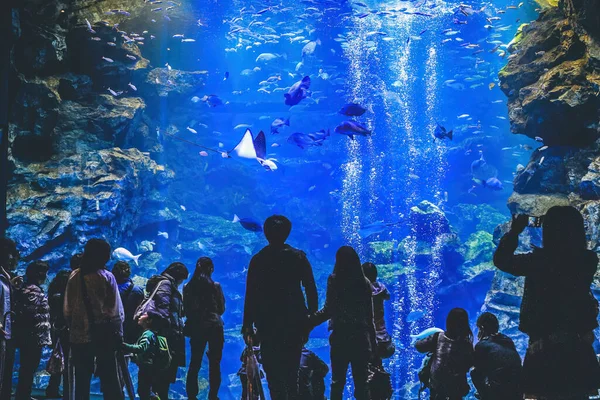 April 2012 Interiören Kyoto Aquarium Kyoto Japan — Stockfoto