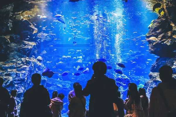 April 2012 Interiören Kyoto Aquarium Kyoto Japan — Stockfoto