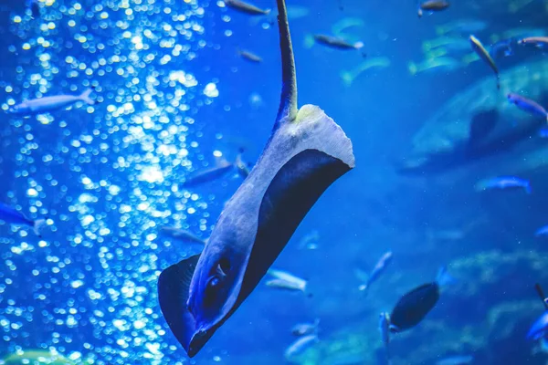 水中ビュー 京都水族館 — ストック写真