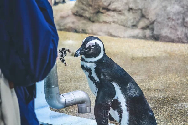 April 2012 Gruppe Von Galapagos Pinguinen Kyoto Aquarium — Stockfoto