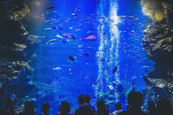 April 2012 Interieur Van Kyoto Aquarium Kyoto Japan — Stockfoto