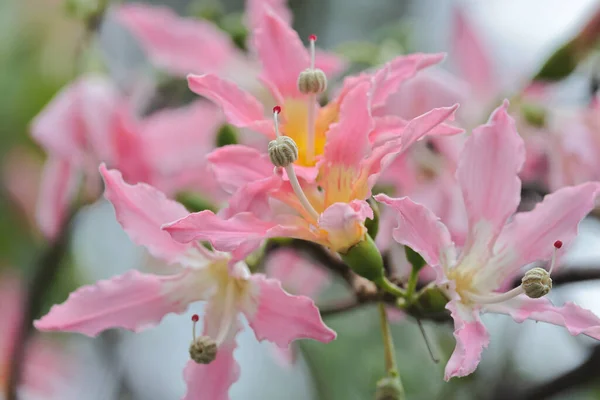 Pink Large Flowers Chorisia Ceiba Speciosa Growing Tree — Stock Photo, Image