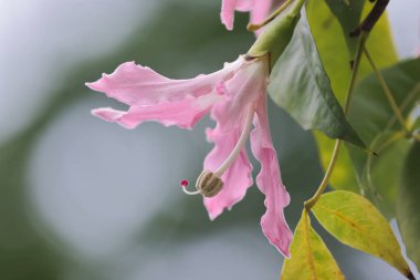 Korsika ya da ağaçta yetişen Ceiba türleri.