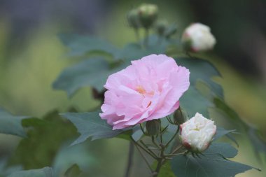 Pembe mutabilis çiçek bahçesinde güneş ışığı altında