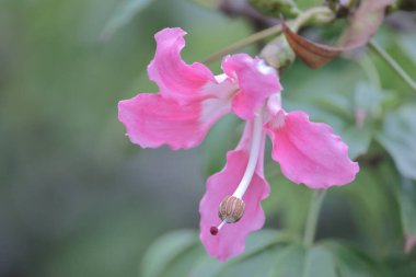 Korsika ya da ağaçta yetişen Ceiba türleri.