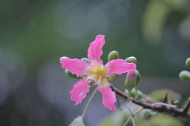 Korsika ya da ağaçta yetişen Ceiba türleri.