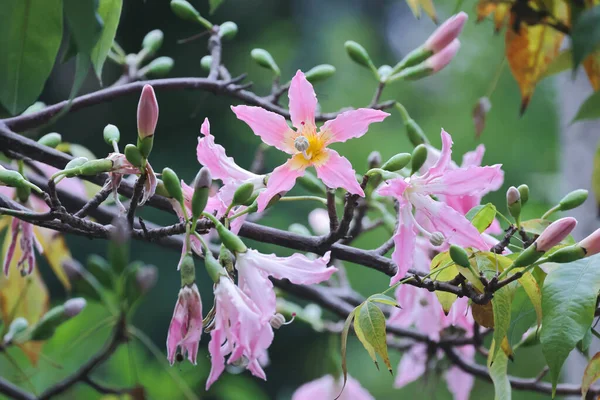 一种生长在树上的粉红色的大花 乔里西亚或塞巴种 — 图库照片