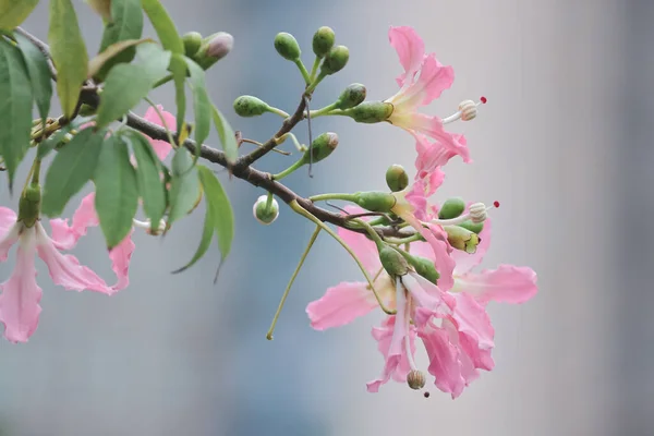 一种生长在树上的粉红色的大花 乔里西亚或塞巴种 — 图库照片