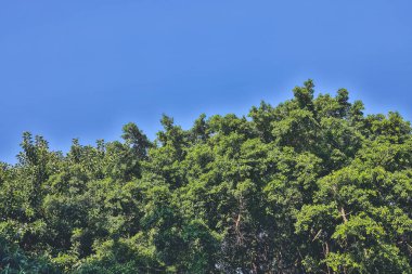 Eski bir kayın ağacında parlayan bir güneş.