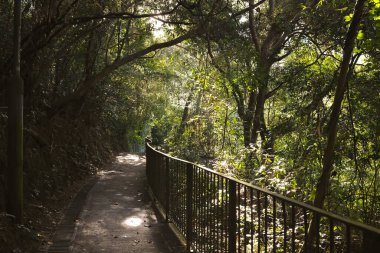 29 Kasım 2022 Sabah güneşindeki Orman yolu, hk