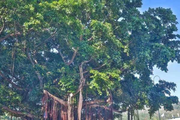 Een Zon Die Door Een Oude Beukenboom Schijnt — Stockfoto