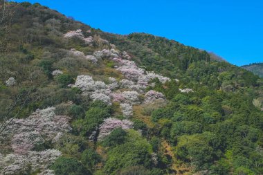 Japonya 'nın Kyoto bölgesindeki Arashi Dağı' nda 12 Nisan 2012 'de kiraz çiçekleri açmıştır.