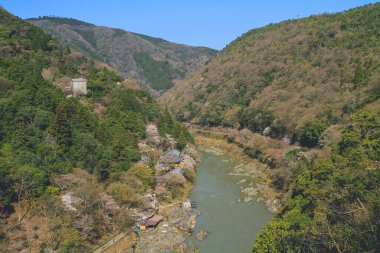 12 Nisan 2012 Bahar kiraz ağaçları Katsura Nehri boyunca çiçek açıyor