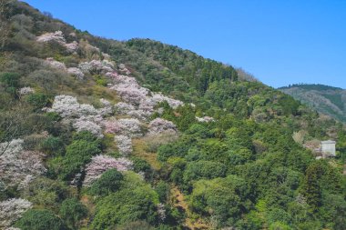 Japonya 'nın Kyoto bölgesindeki Arashi Dağı' nda 12 Nisan 2012 'de kiraz çiçekleri açmıştır.