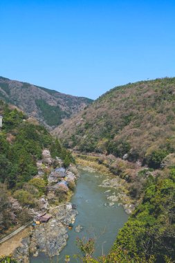 12 Nisan 2012 Bahar kiraz ağaçları Katsura Nehri boyunca çiçek açıyor