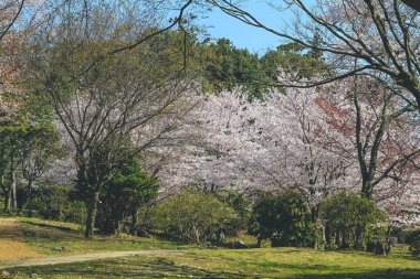 12 Nisan 2012 Arashiyama, Kyoto, Kyoto, Japonya 'da Kiraz Çiçekleri