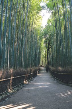 12 Nisan 2012 'de bambu koruluğunun ortasında, Arashiyama, Kyoto, Japonya