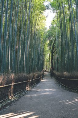 12 Nisan 2012 'de bambu koruluğunun ortasında, Arashiyama, Kyoto, Japonya