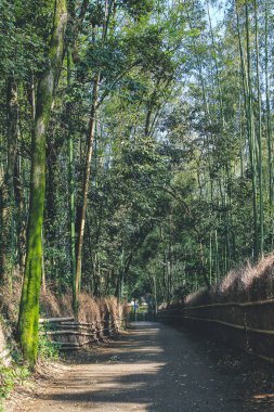 12 Nisan 2012 Kyoto Japonya 'daki Arashiyama bambu ormanı