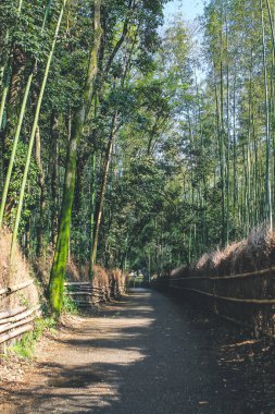12 Nisan 2012 Kyoto Japonya 'daki Arashiyama bambu ormanı