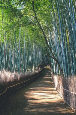 12 Nisan 2012 Bambu Ormanı Arashiyama Sabah, Kyoto, Japonya