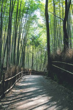12 Nisan 2012 'de bambu koruluğunun ortasında, Arashiyama, Kyoto, Japonya