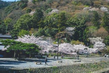 12 Nisan 2012 Bahar mevsimi Nakanoshima Parkı, Arashiyama, Kyoto, Japonya