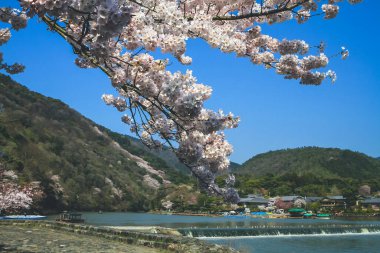12 Nisan 2012 Bahar mevsimi Nakanoshima Parkı, Arashiyama, Kyoto, Japonya