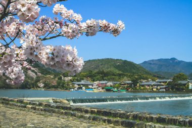 12 Nisan 2012 Bahar mevsimi Nakanoshima Parkı, Arashiyama, Kyoto, Japonya