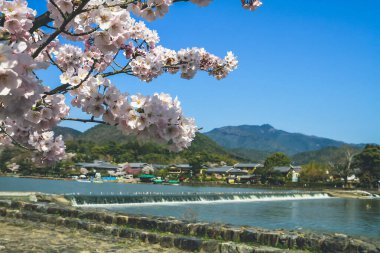 12 Nisan 2012 Bahar mevsimi Nakanoshima Parkı, Arashiyama, Kyoto, Japonya