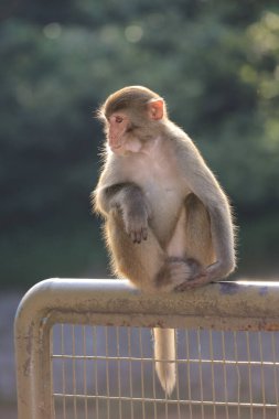 Maymun Kam Shan Şehir Parkı 'nda, Hong Kong