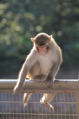 Maymun Kam Shan Şehir Parkı 'nda, Hong Kong