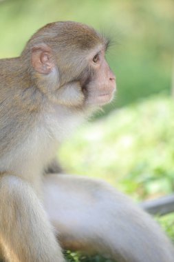 Maymun Kam Shan Şehir Parkı 'nda, Hong Kong
