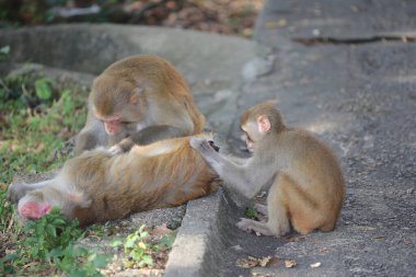 Maymun Kam Shan Şehir Parkı 'nda, Hong Kong