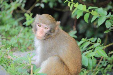 Maymun Kam Shan Şehir Parkı 'nda, Hong Kong