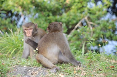 Maymun Kam Shan Şehir Parkı 'nda, Hong Kong