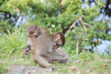 Maymun Kam Shan Şehir Parkı 'nda, Hong Kong