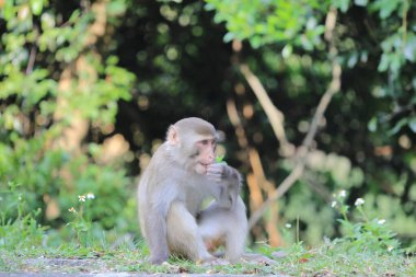 Maymun Kam Shan Şehir Parkı 'nda, Hong Kong